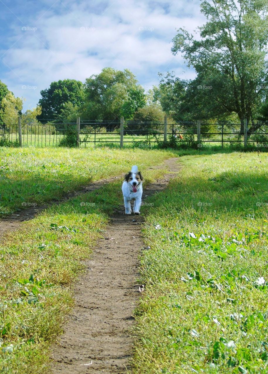 Walking Jack Russell, happy, little Lilly, UK