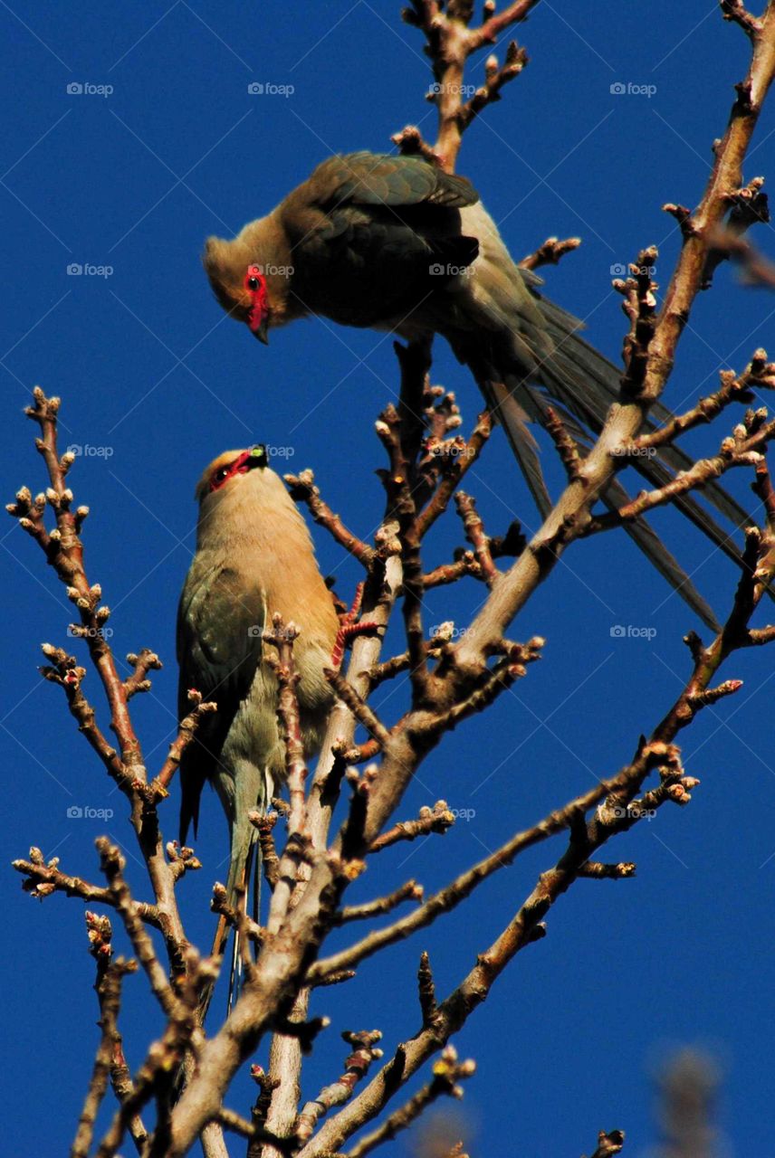 red-faced mousebird
