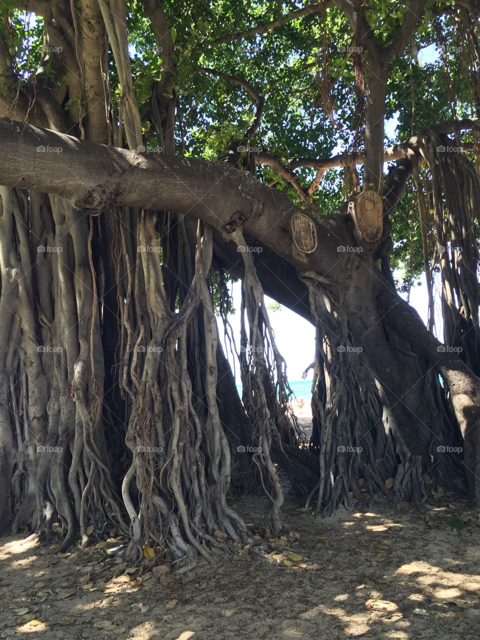 Tree, Wood, Root, No Person, Nature