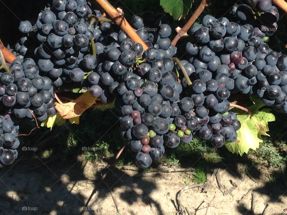 Fruit, Grape, Pasture, Vine, Grapevine