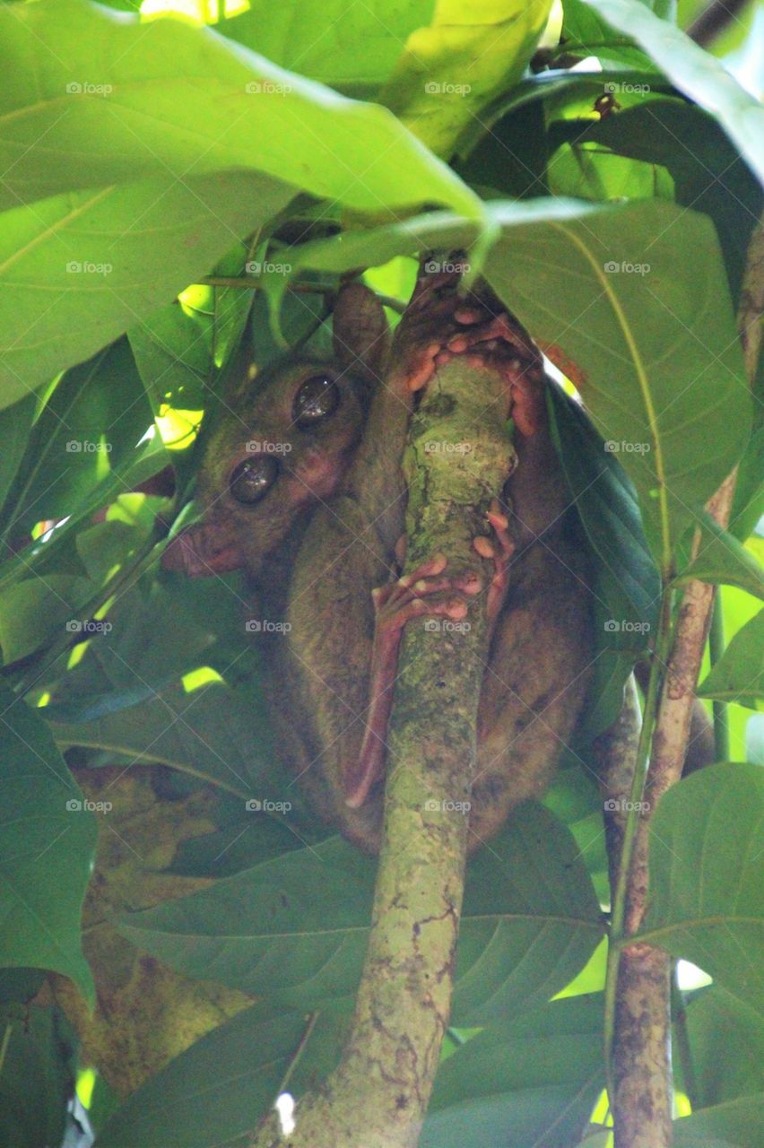 Tarsier