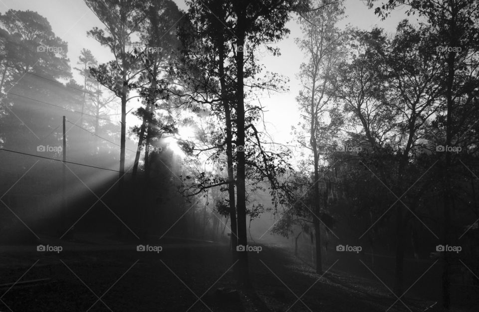 Silhouette of trees in forest