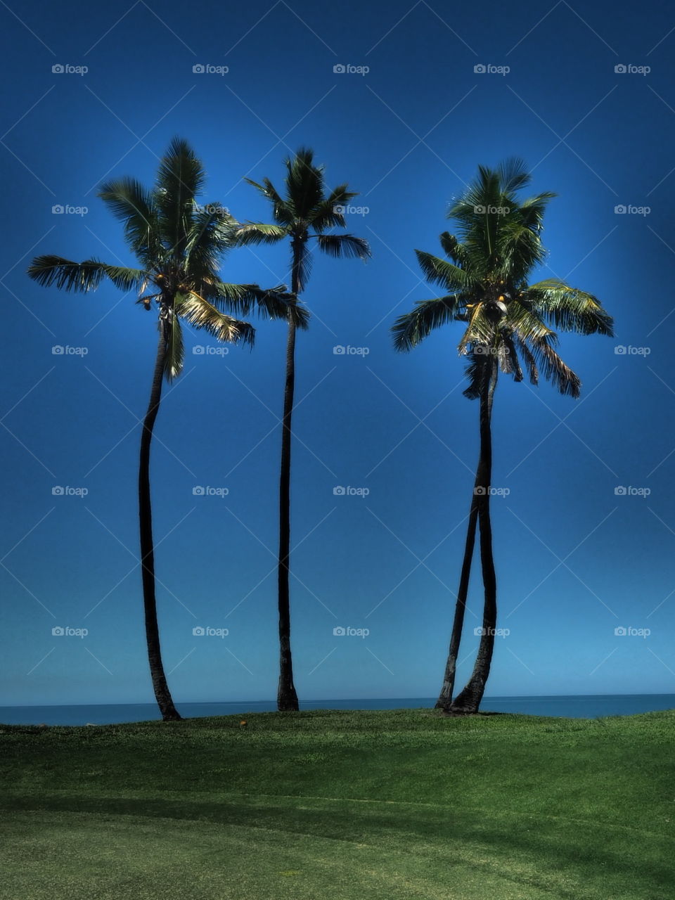 Fiji, Palm trees