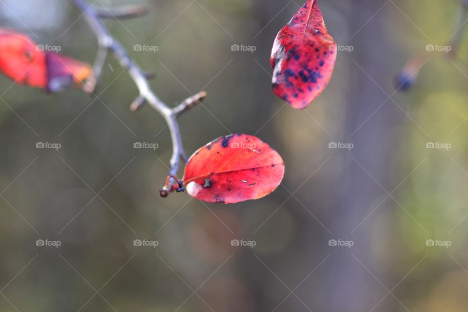 Red leaves