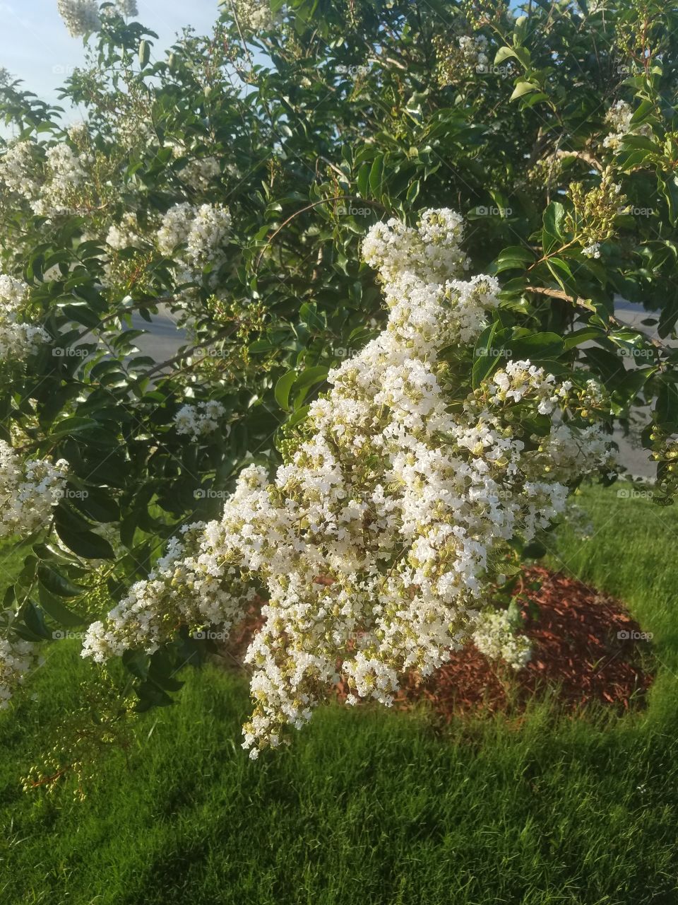white blooms