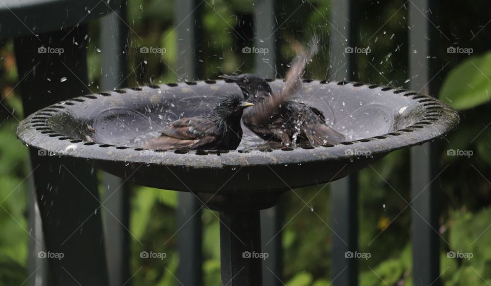 Birds bathing and splashing about
