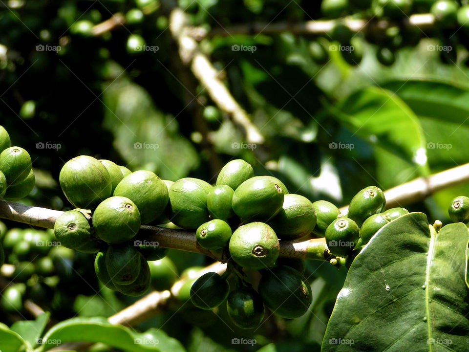 Green coffee