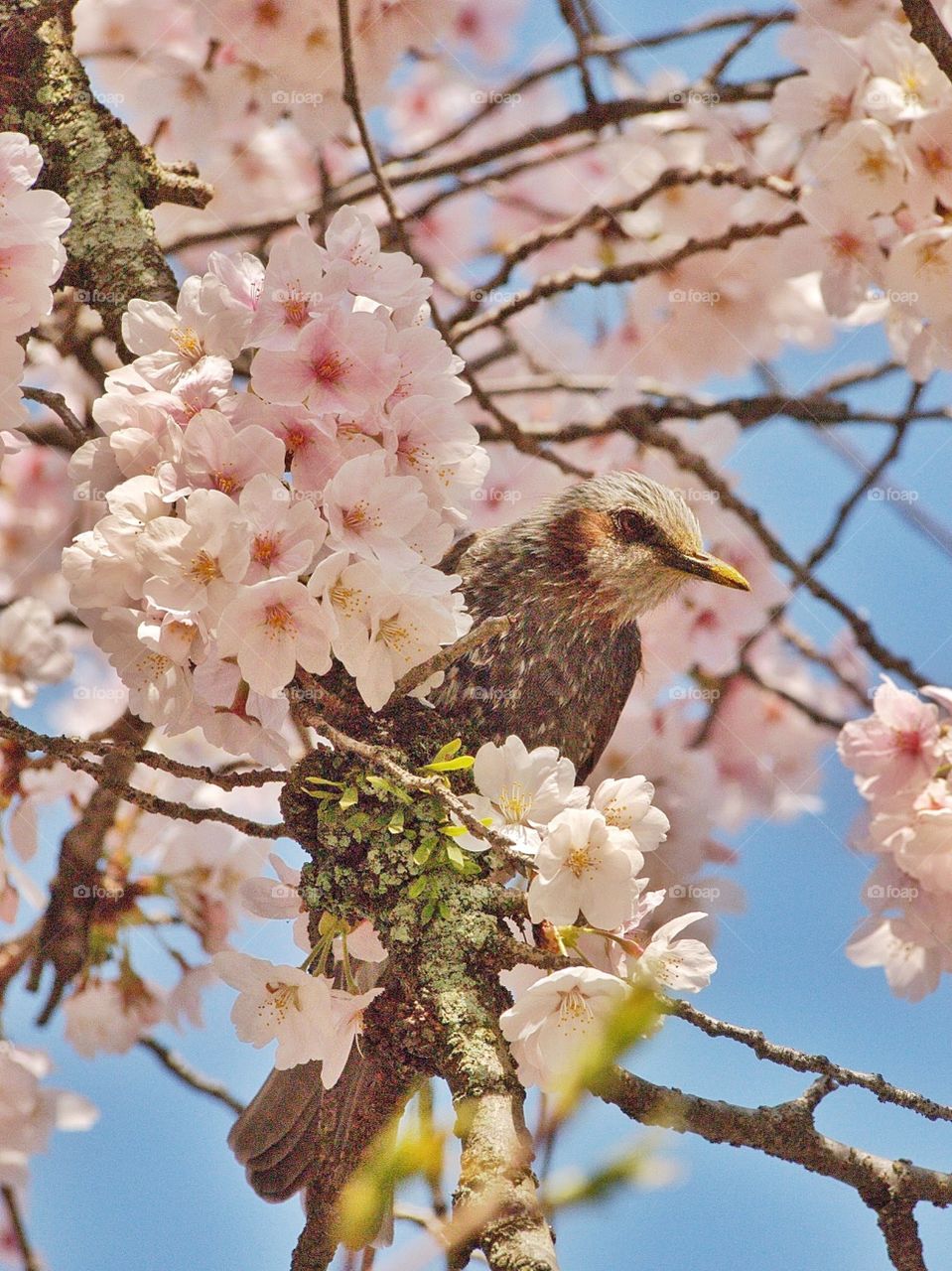 Bird in Sakura. A bird enjoying the Sakura cherry blossoms