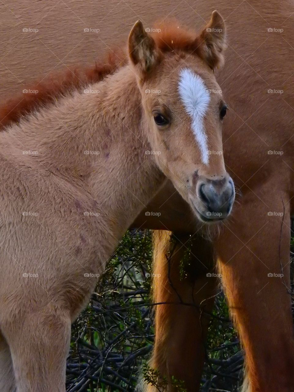 Young colt