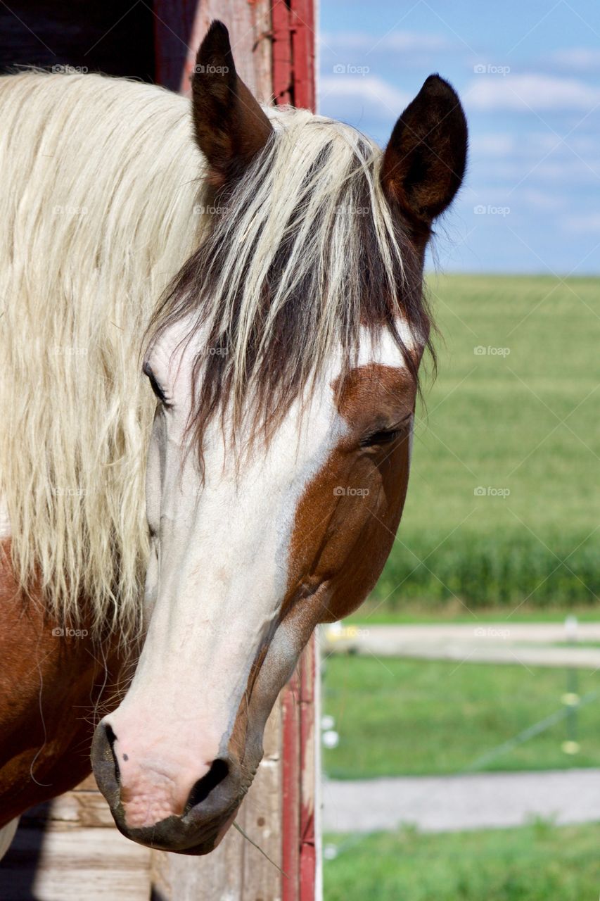 Closeup headshot of a horse in a barn against a blurred cornfield and a summer sky