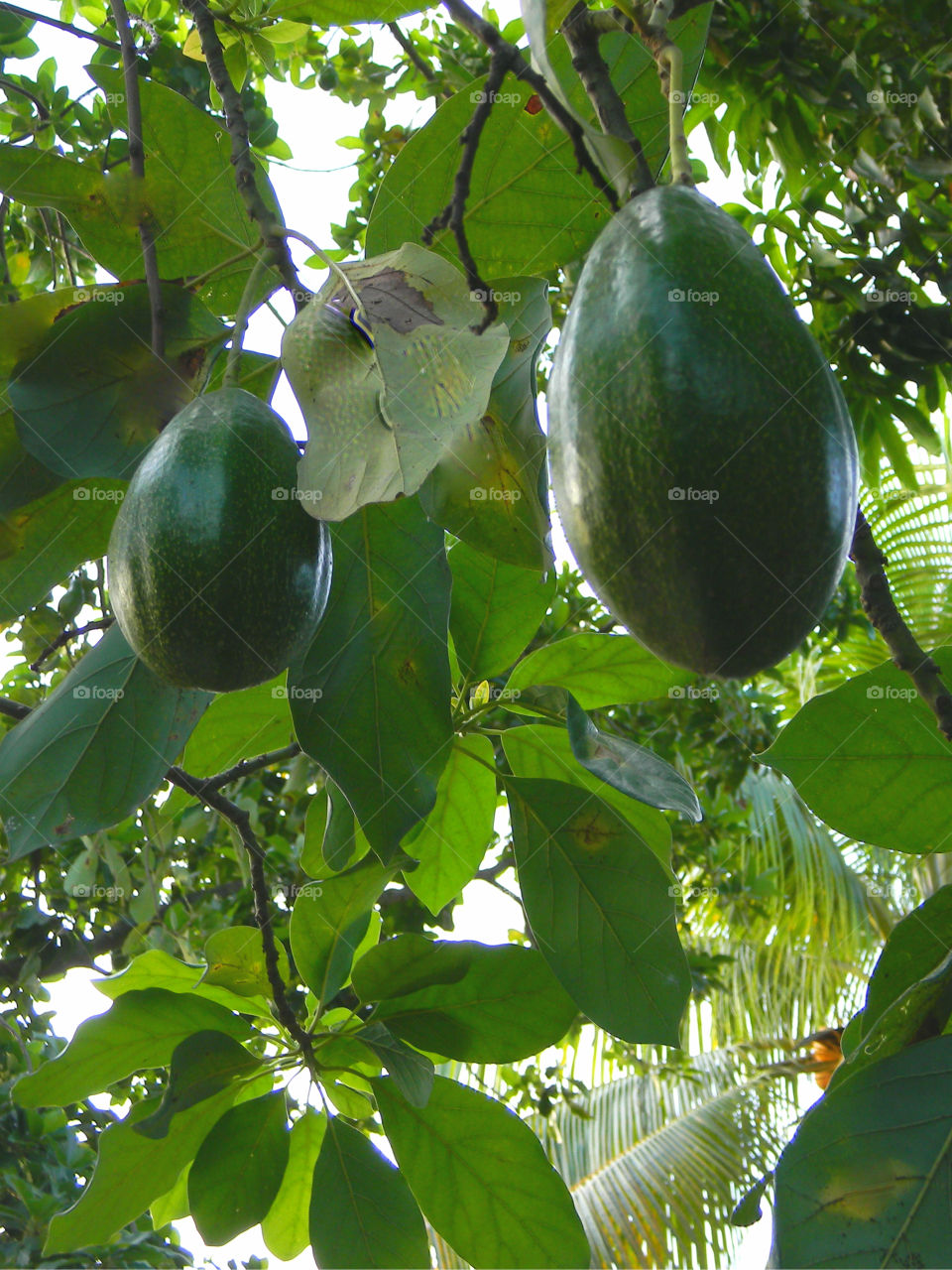 Exotic Fruits brimming with freshness and flavor. Fruit so ripe, it burst with juice when you bite into it. Eat it for the taste, love it for the nutrition!