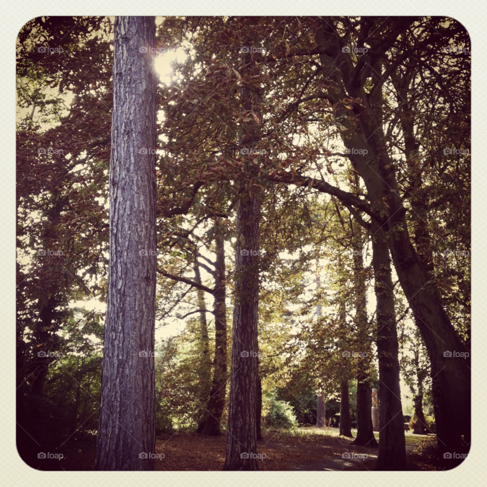 trees woods spooky london by apa86