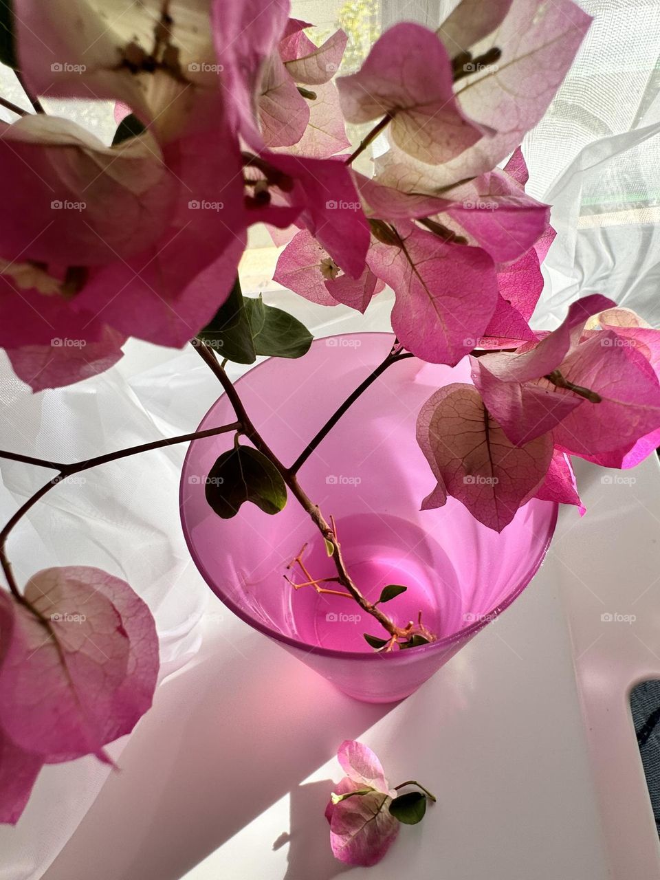 Pink and white bougainvillea stem in pink translucent cup on white tray