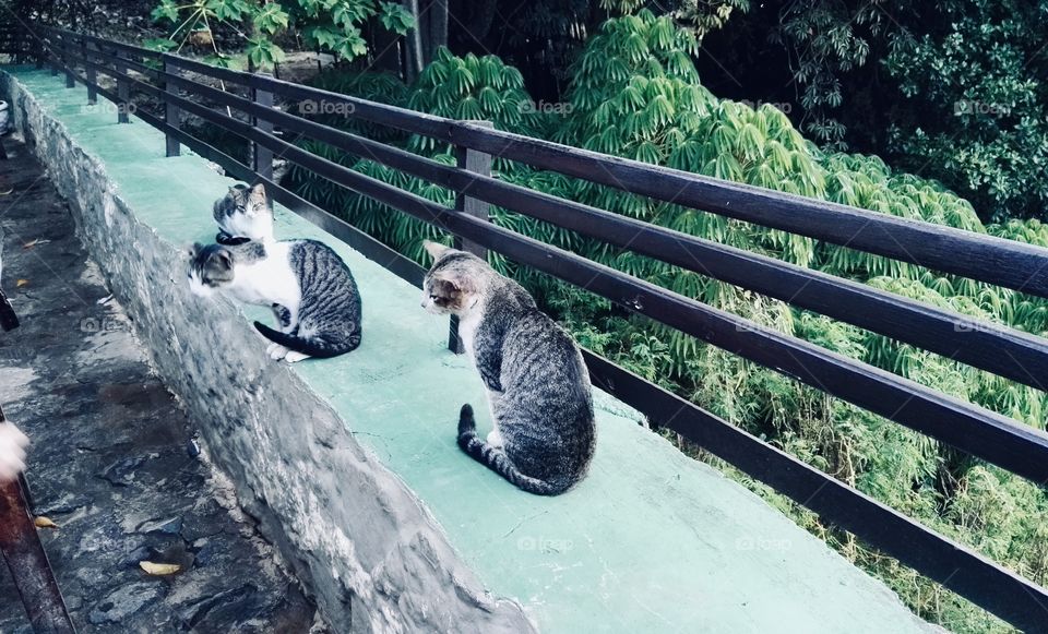 Cats walking to eating 
