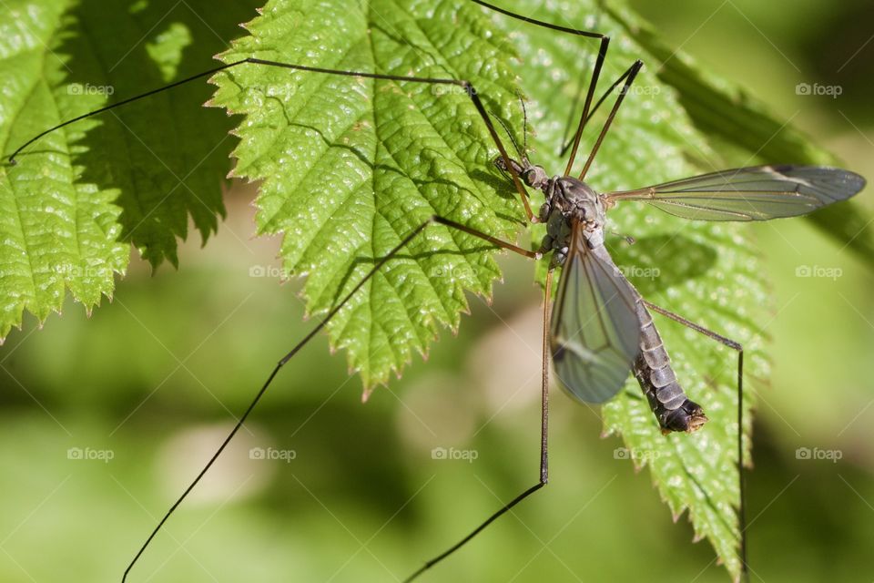 Insect on green leaf