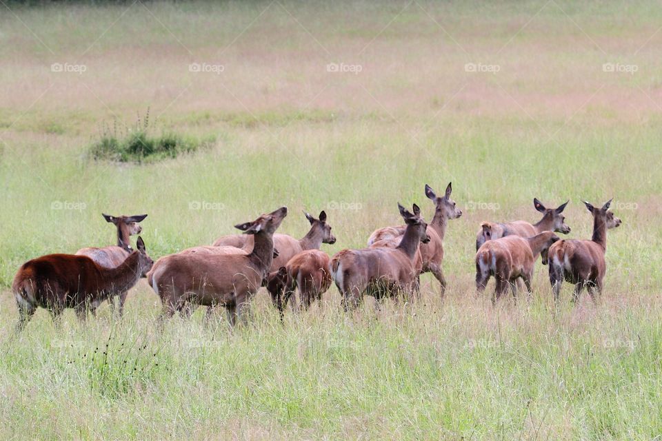 deer females in the deer farm