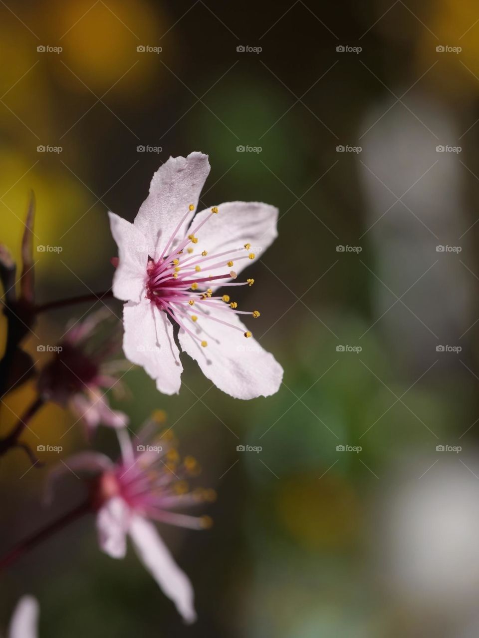 Spring blossoms