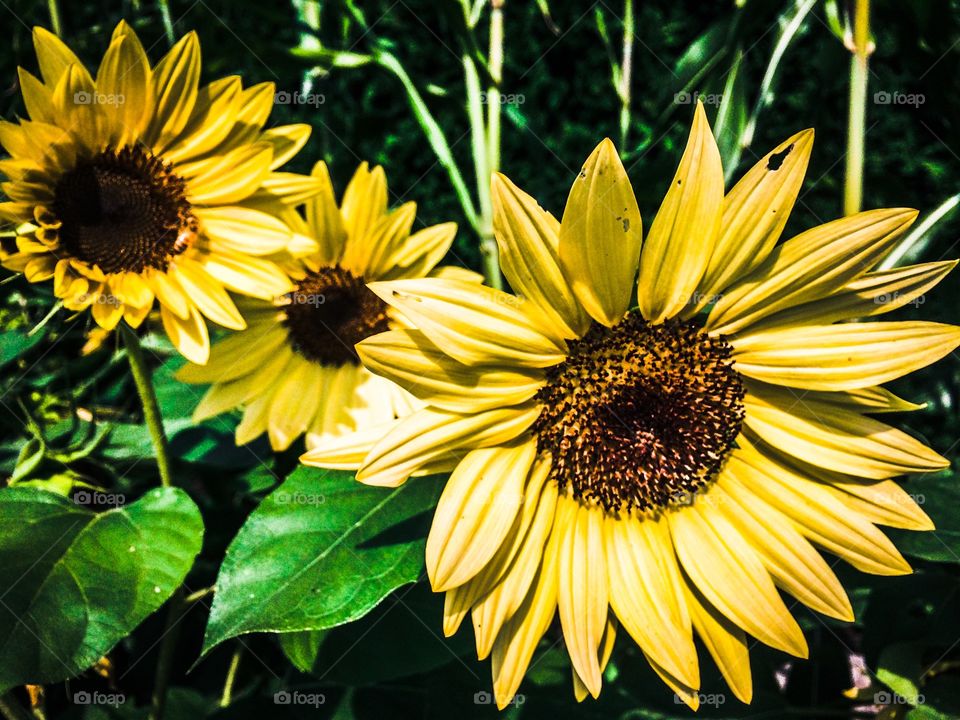 Yellow flowers make me happy. 