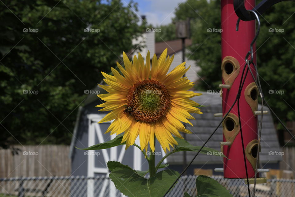 Sunflower in backyard with bumble bee