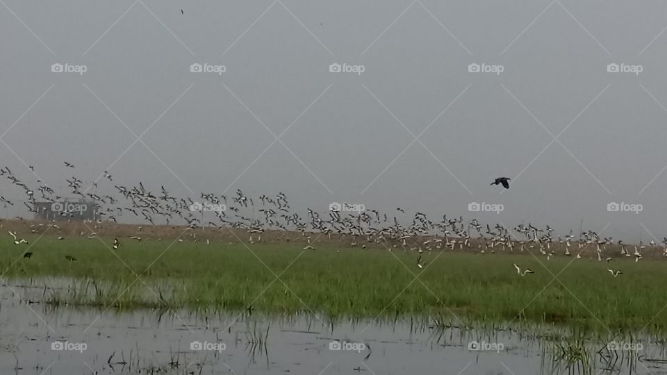 Godwits migrating