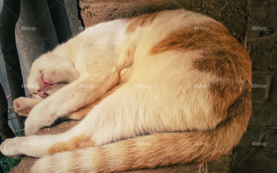 Cute fluppy cat having sound sleep...