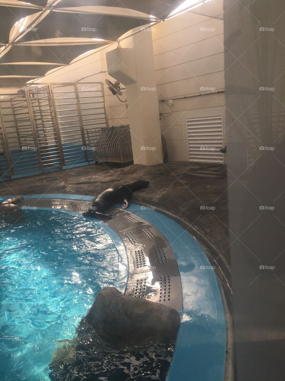 Aquarium dauphin seal
