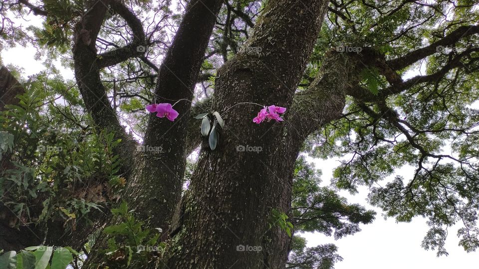 purple orchids bloom on a shady tree. beautiful wild plants adorn the garden