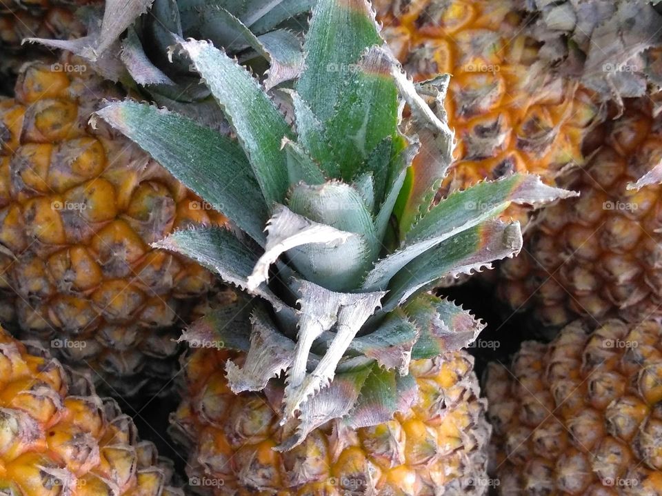 Fresh pineapple fruits on market