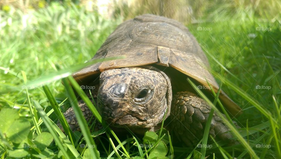close up of tortoise
