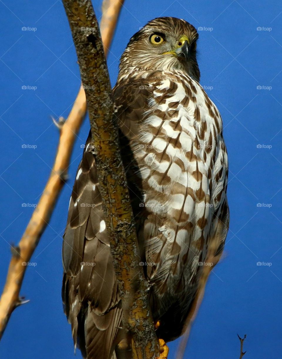 Cooper's Hawk in a Tree