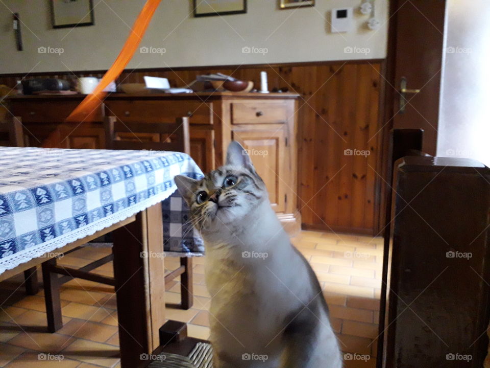 my cat playing with a ribbon