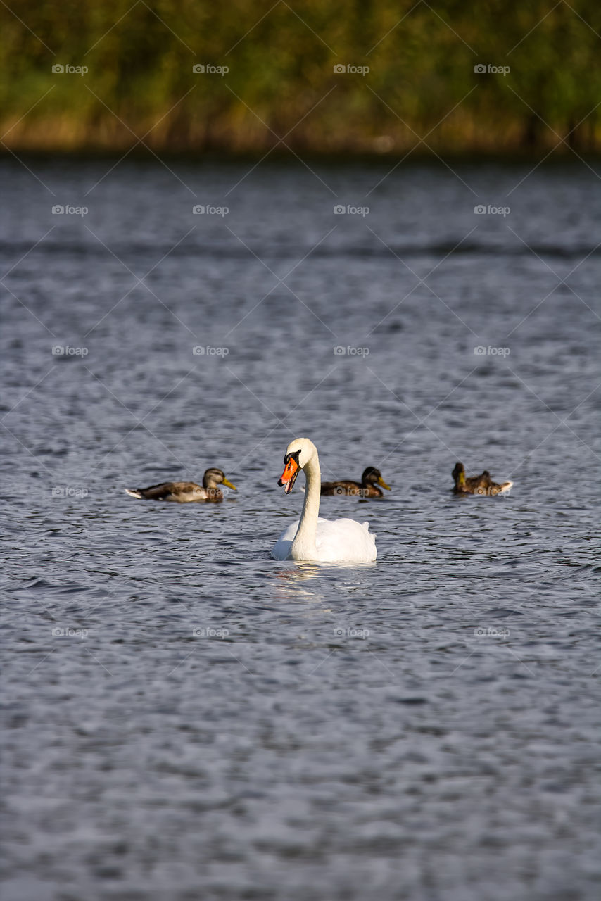 Swan and ducks