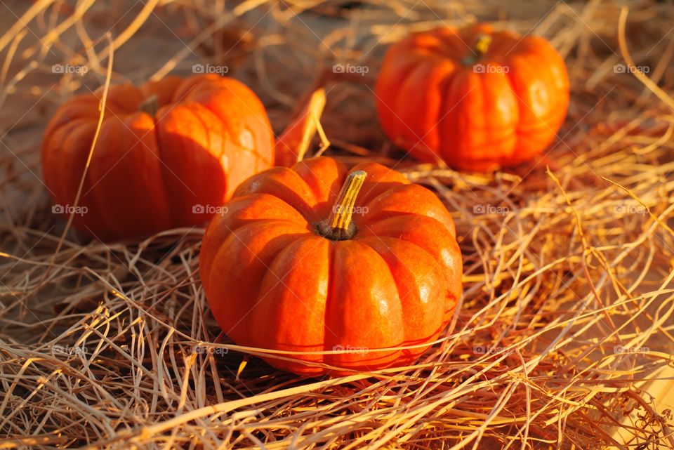 fall