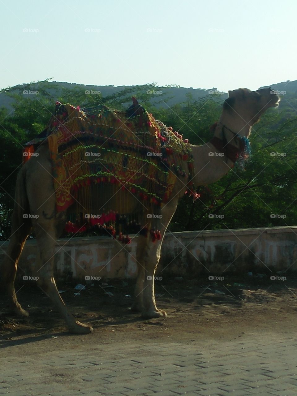 🐪 camel  in Rajasthan