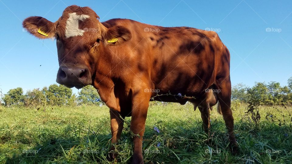 Cow, Agriculture, Pasture, Beef Cattle, Milk