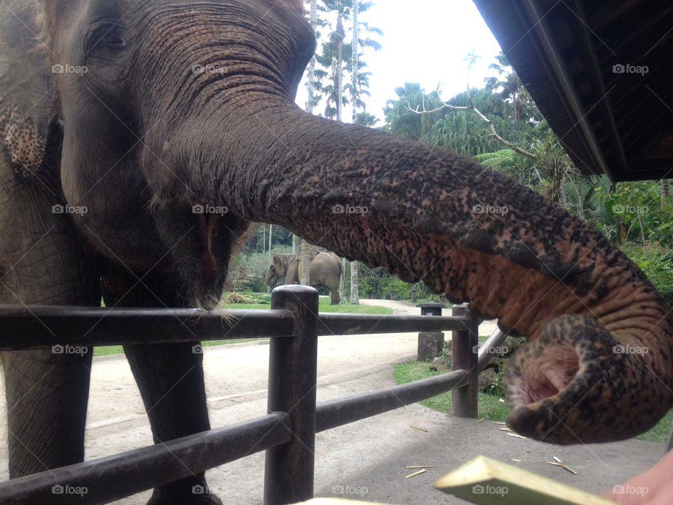 zoo big elephant trunk by sim2k