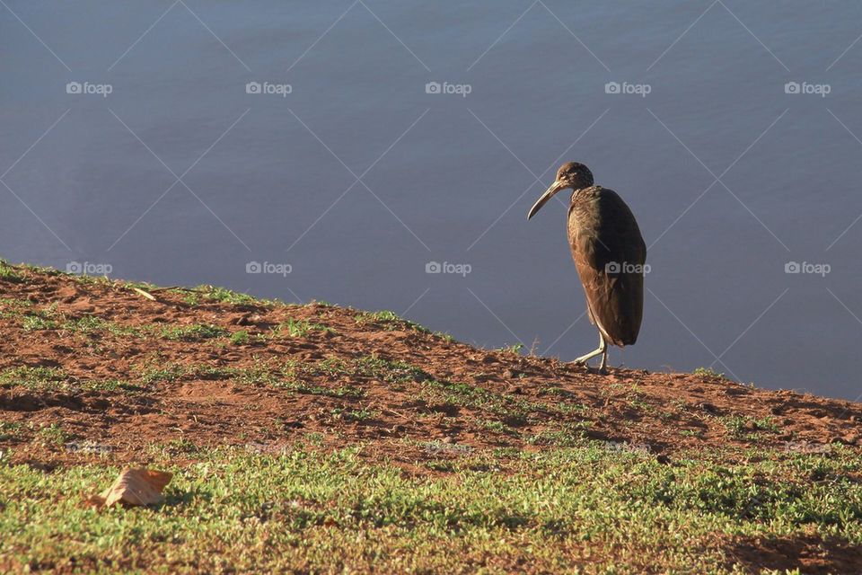 Sad bird at sunset