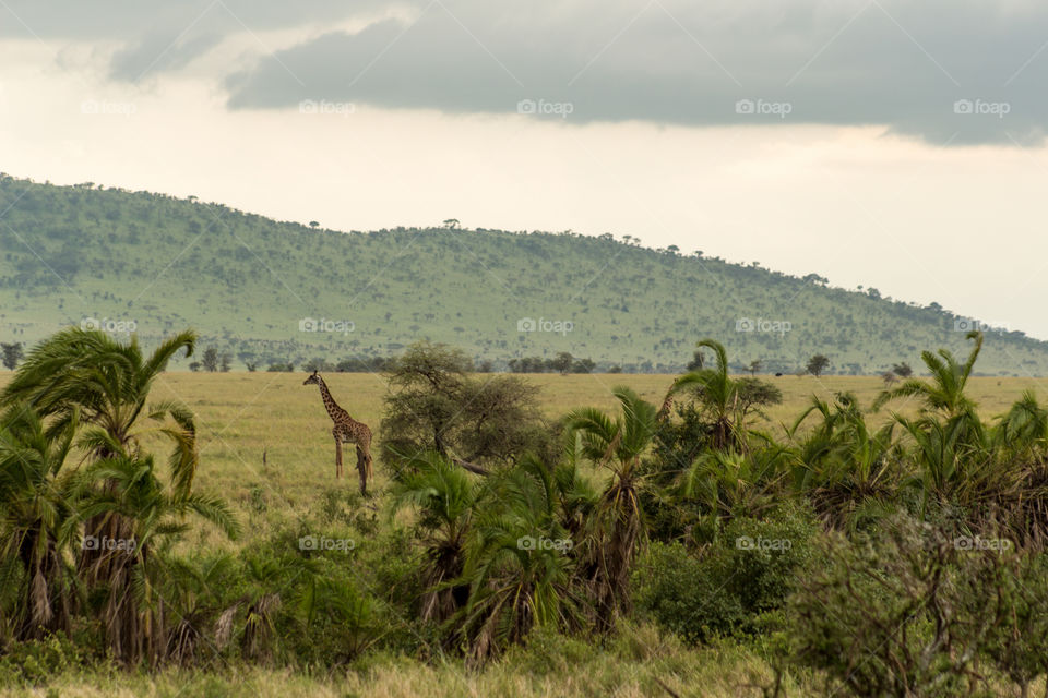 A long distance view of giraffe standing in the grass in the savanna in Tanzania with hills in the background