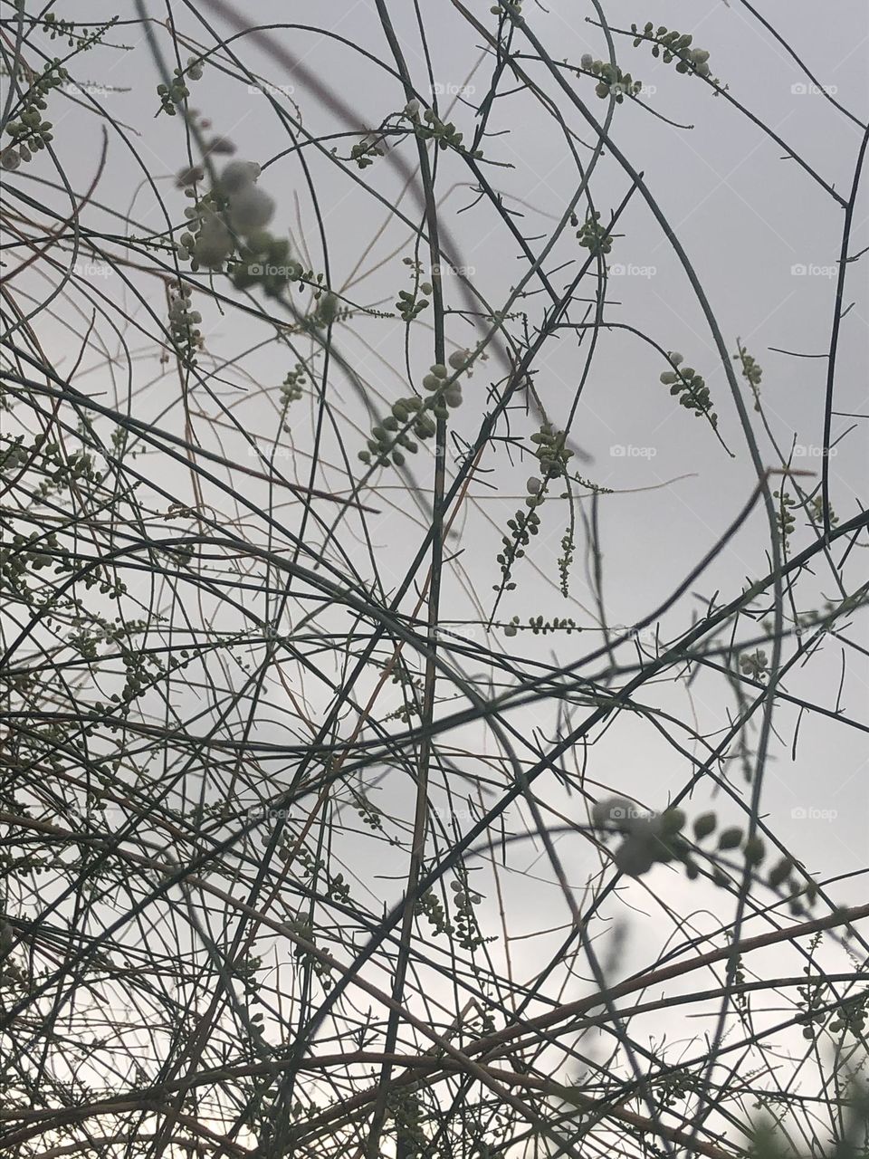 Flowers, white flowers, greenery, plant, picture of natural flowers, picture sky 