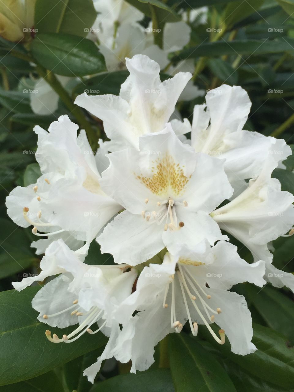 White flower