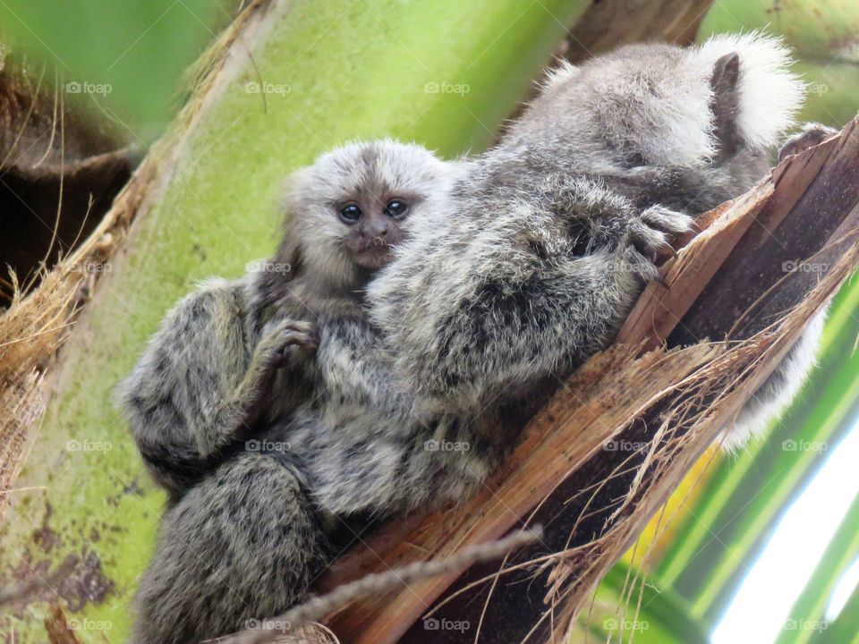 Baby monkey sitting on tree