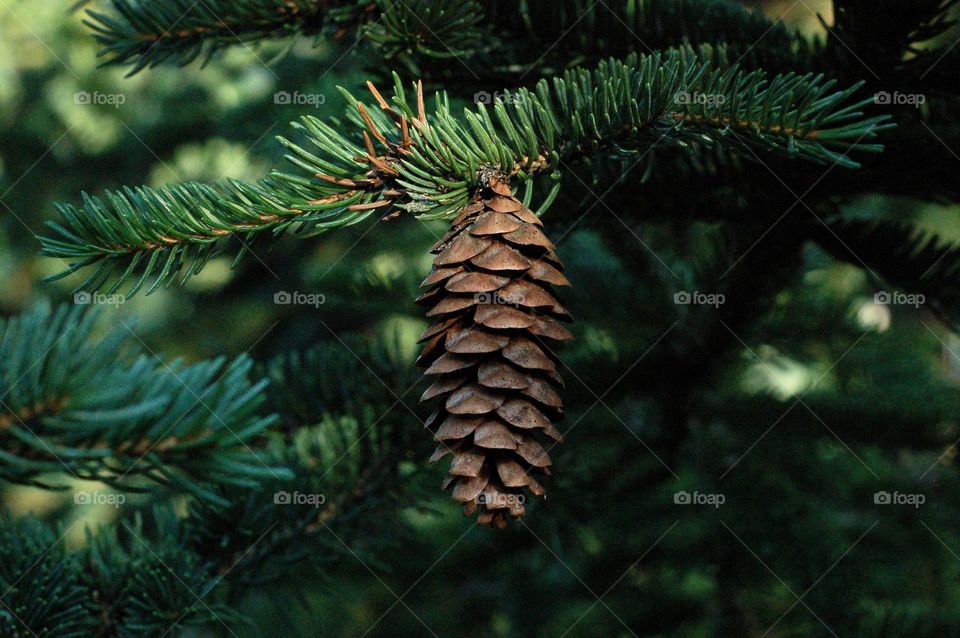 cone, tree, plant, Christmas,