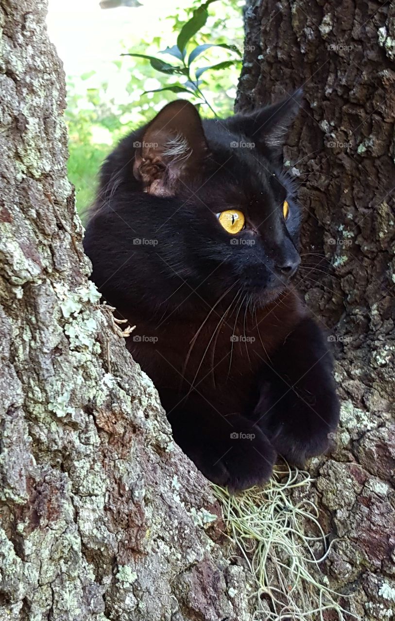 "Bob" resting in the tree