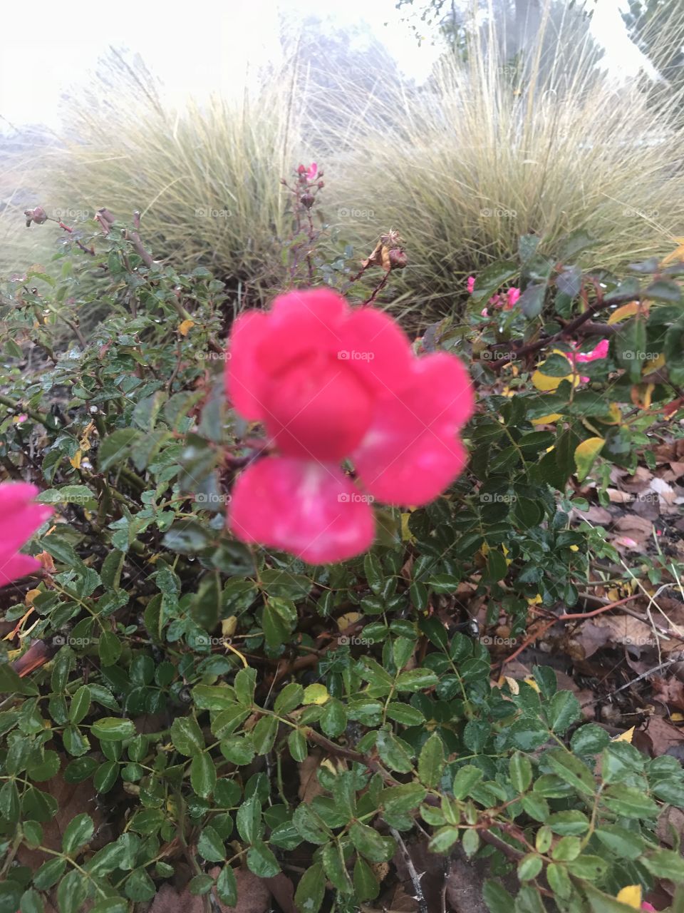 The center of A single pink rose amongst the tall green grass and pretty rose garden Located in USA, America