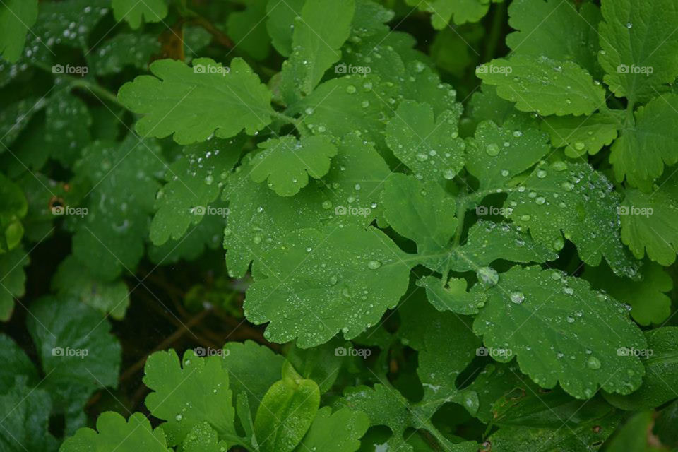 Dewdrops on Leaves