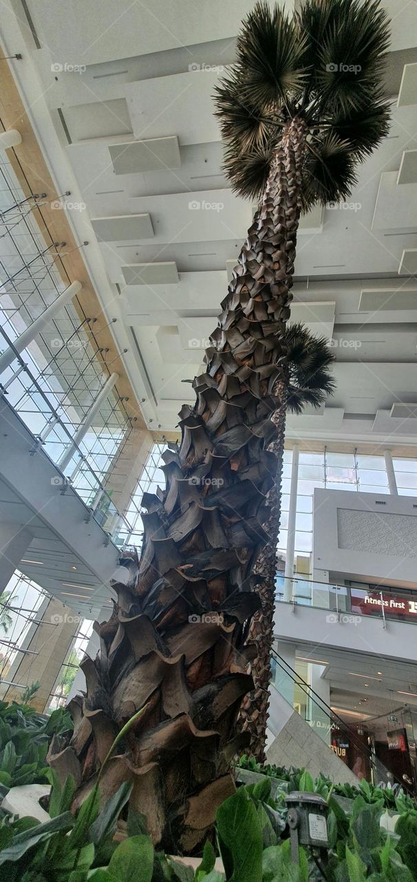 palm tree inside a shopping mall