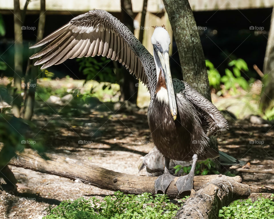 Pelican spreading one wing