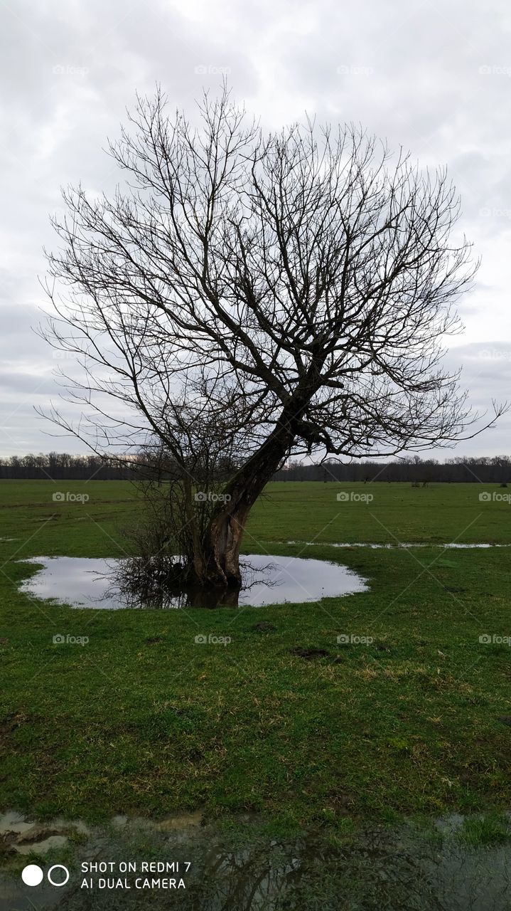 an ash tree in a field