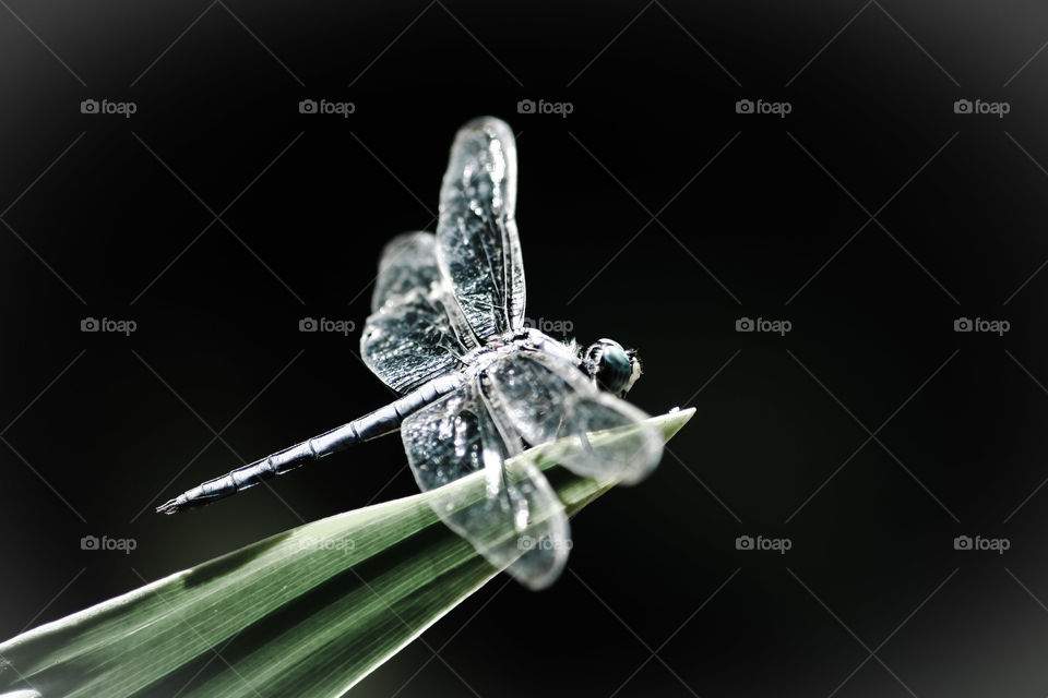 Dragon fly perching on blade