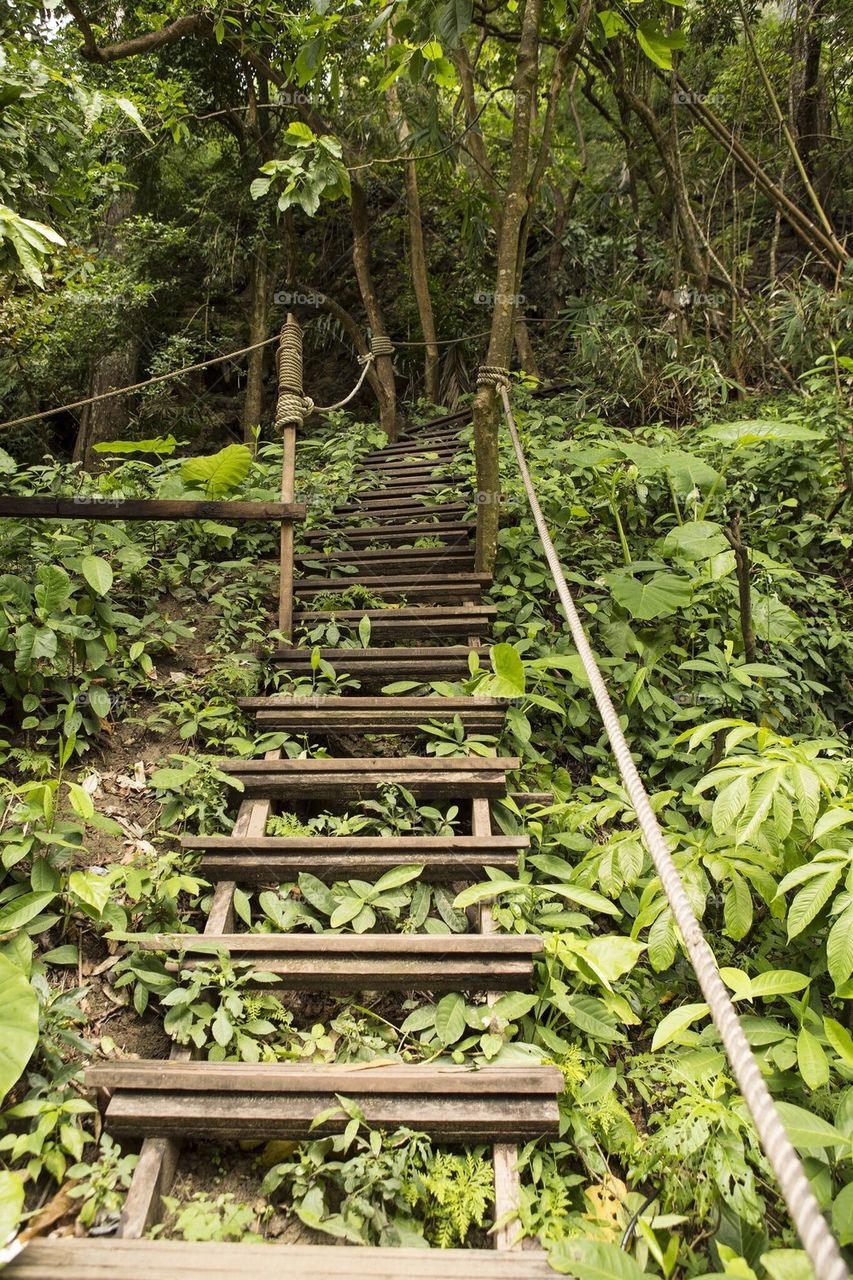 Jungle stairs 